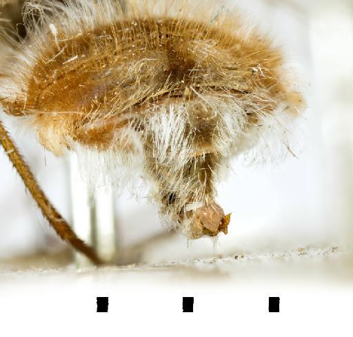 Prosoeca pygmaea Hull, 1958 - NHMUK 010633489 HT Prosoeca pygmea - terminalia