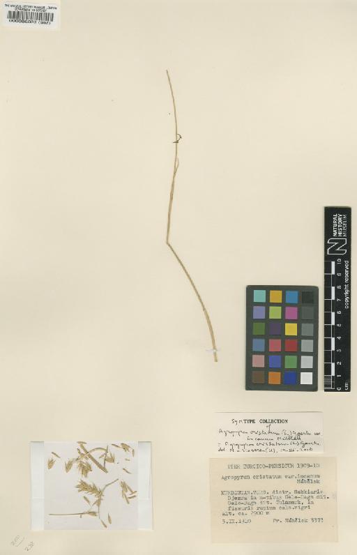 Agropyron cristatum (L.) Gaertn. - BM000086832