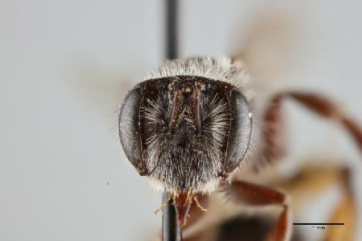Andrena (Tarsandrena) angarensis Cockerell, T., 1929 - 014025073_face