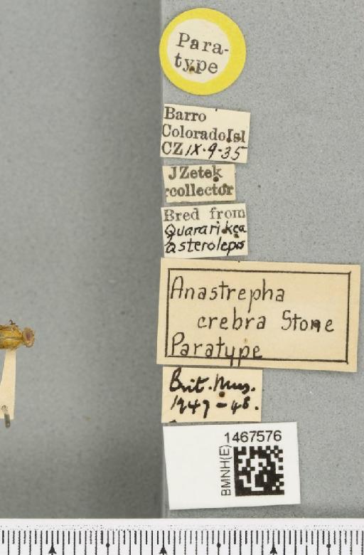 Anastrepha crebra Stone, 1942 - BMNHE_1467576_label_40478