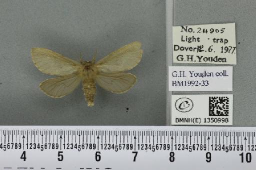 Korscheltellus lupulina (Linnaeus, 1758) - BMNHE_1350998_186391