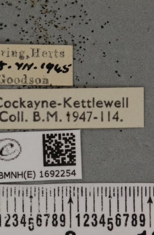 Nola cucullatella (Linnaeus, 1758) - BMNHE_1692254_label_291802