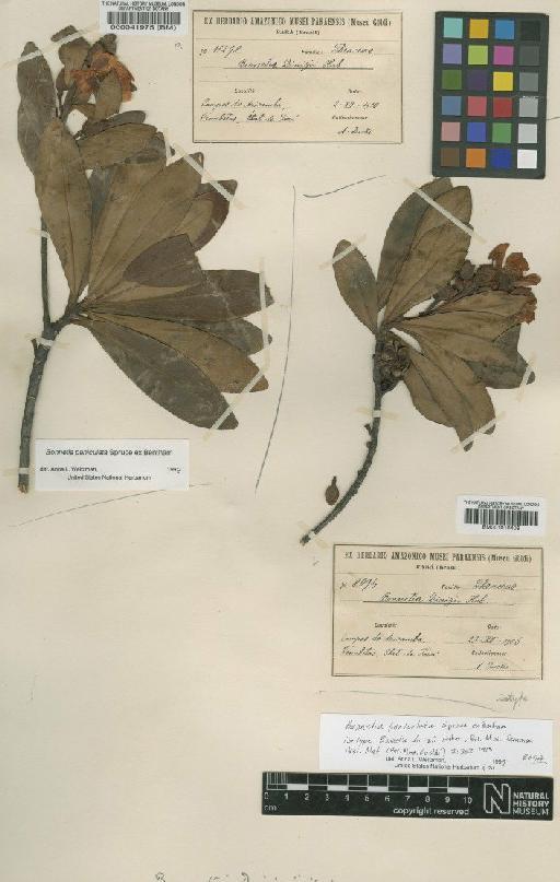 Bonnetia paniculata Spruce ex Benth. - BM001010408