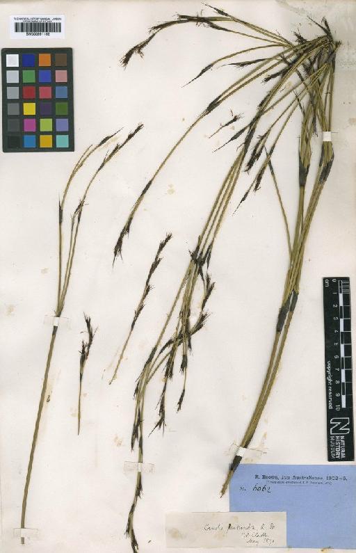 Caustis pentandra R.Br. - BM000991162