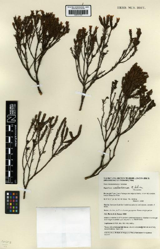 Hypericum costaricense N.Robson - BM001191609