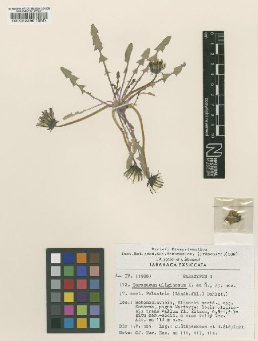 Taraxacum uliginosum Kirschner & Štěpánek - BM000052296