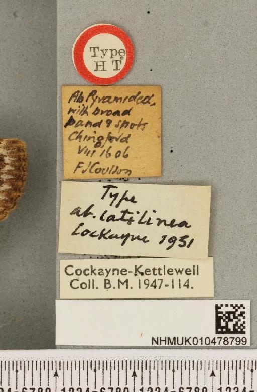 Amphipyra pyramidea ab. latilinea Cockayne, 1951 - NHMUK_010478799_label_571221