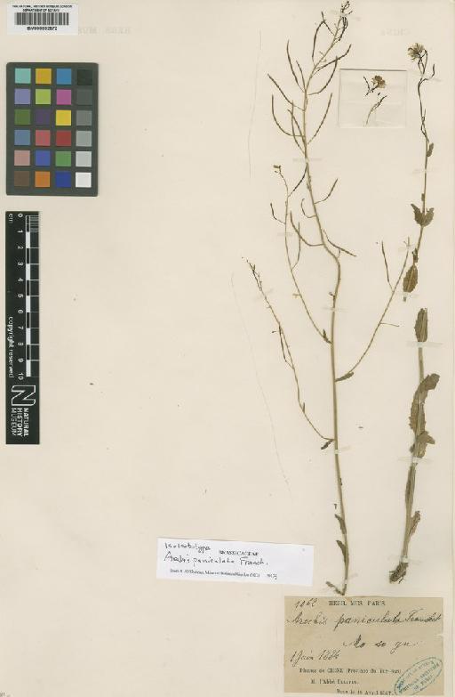 Arabis paniculata Franch. - BM000832572