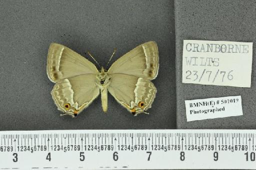 Neozephyrus quercus ab. latefasciata Courvoisier, 1903 - BMNHE_501019_94265