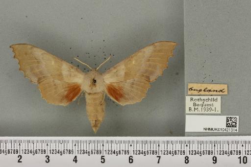 Laothoe populi populi (Linnaeus, 1758) - NHMUK_010421314_526262