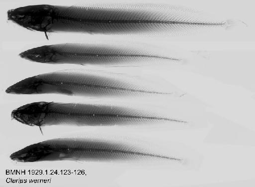 Clarias werneri Boulenger, 1906 - BMNH 1929.1.24.123-126, Clarias werneri, Radiograph