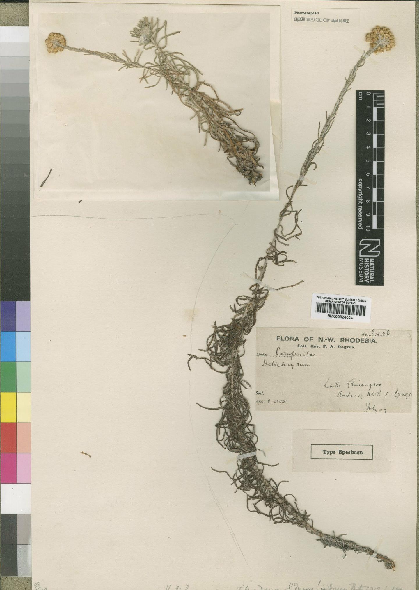 To NHMUK collection (Helichrysum angustifrondeum Moore; Type; NHMUK:ecatalogue:4529053)