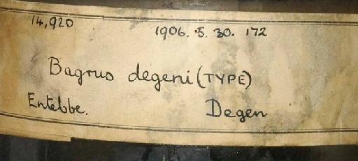 Bagrus degeni Boulenger, 1906 - 1906.5.30.172; Bagrus degeni; image of jar label; ACSI project image