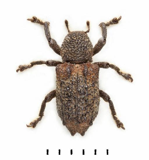 Styanax scrobiculatus Roelofs, 1879 - Styanax scrobiculatus-BMNH(E)1237661-dorsal colour