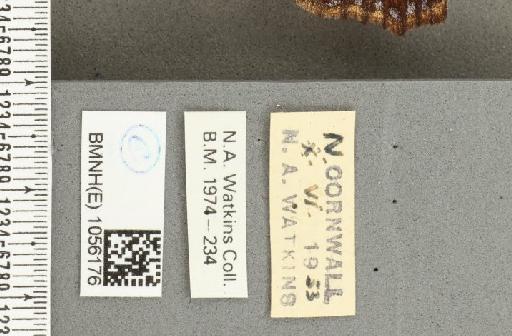 Aglais urticae ab. salmonicolor Raynor, 1906 - BMNHE_1056176_label_45627