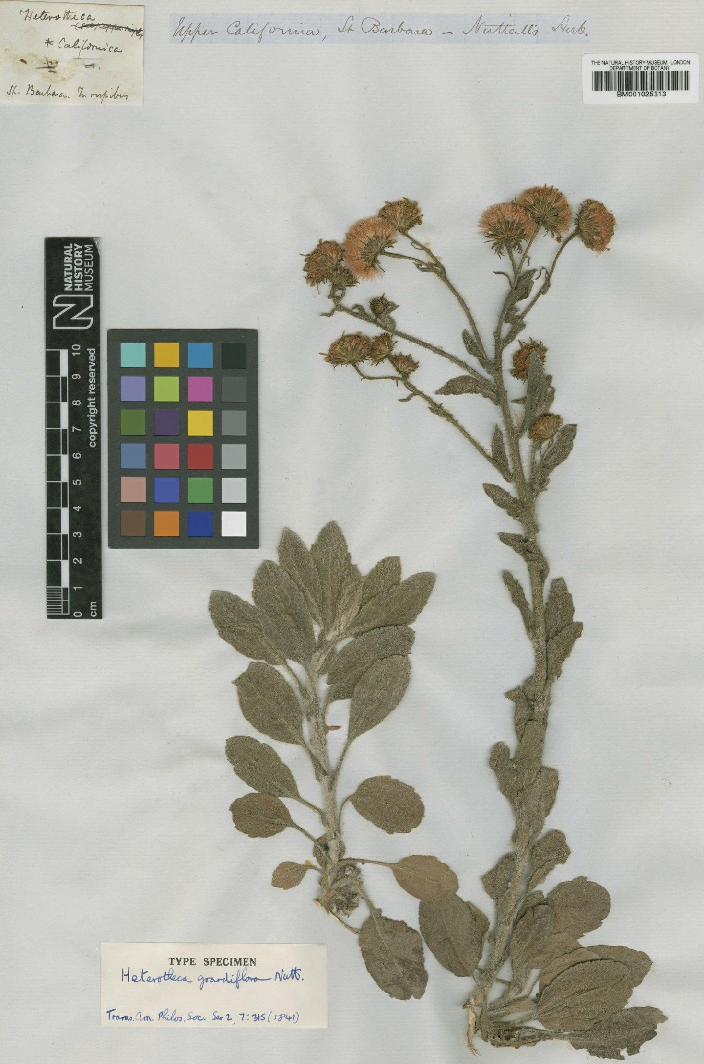 To NHMUK collection (Heterotheca grandiflora Nutt.; Type; NHMUK:ecatalogue:745819)