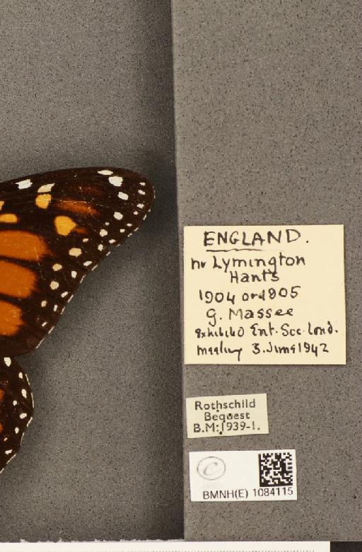 Danaus plexippus (Linnaeus, 1758) - BMNHE_1084115_label_53274