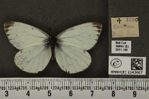 Pieris napi sabellicae Stephens, 1827 - BMNHE_1143667_93284
