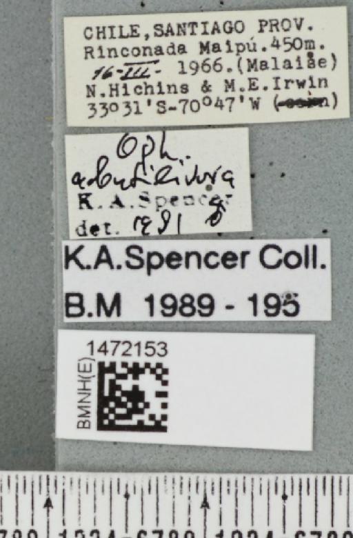 Ophiomyia abutilivora Spencer, 1986 - BMNHE_1472153_label_46956