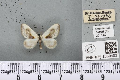 Cilix glaucata (Scopoli, 1763) - BMNHE_1550402_234720