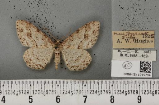 Ectropis crepuscularia (Denis & Schiffermüller, 1775) - BMNHE_1915794_482519