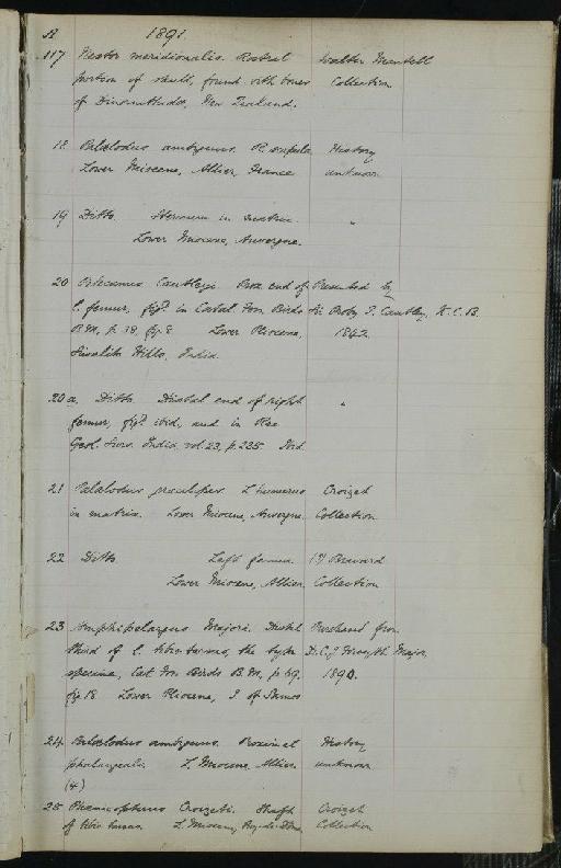 Amphipelargus majori Lydekker, 1891 - NHM-UK_P_DF118_03_25_0025
