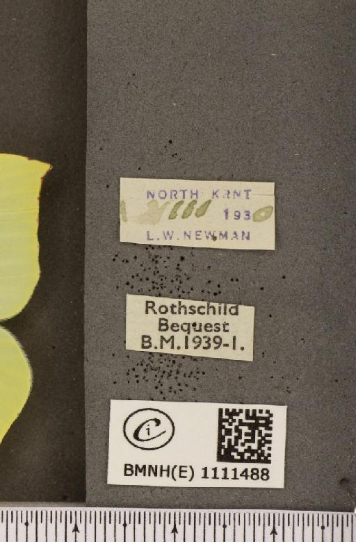 Gonepteryx rhamni rhamni ab. flavescens Lempke, 1936 - BMNHE_1111488_label_64701