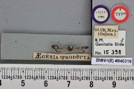 Aegeria producta Walker, 1864 - BMNH(E) 846319 Aegeria producta Walker LT ventral and labels