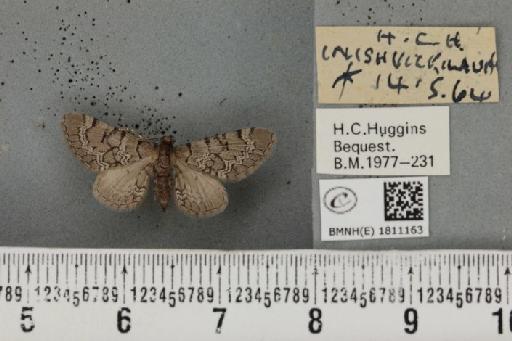 Eupithecia venosata plumbea huggins, 1962 - BMNHE_1811163_383224