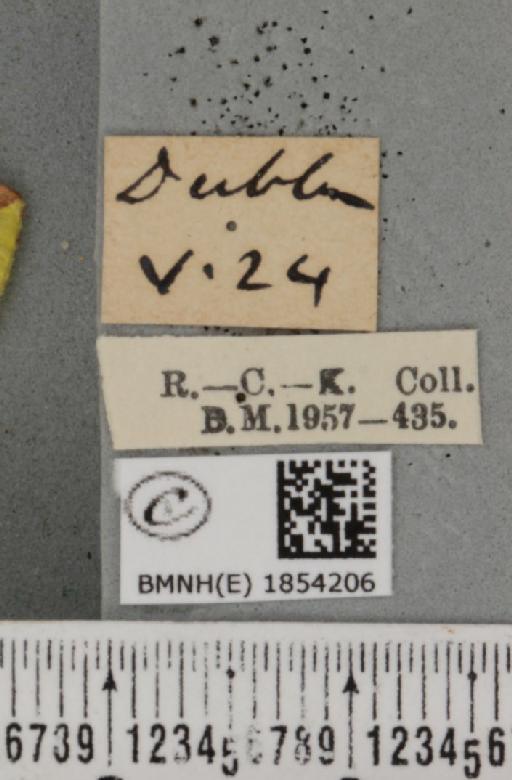 Opisthograptis luteolata (Linnaeus, 1758) - BMNHE_1854206_label_428141
