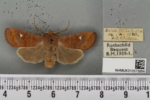 Eupsilia transversa ab. alborufescens Tutt, 1892 - NHMUK_010573854_634097