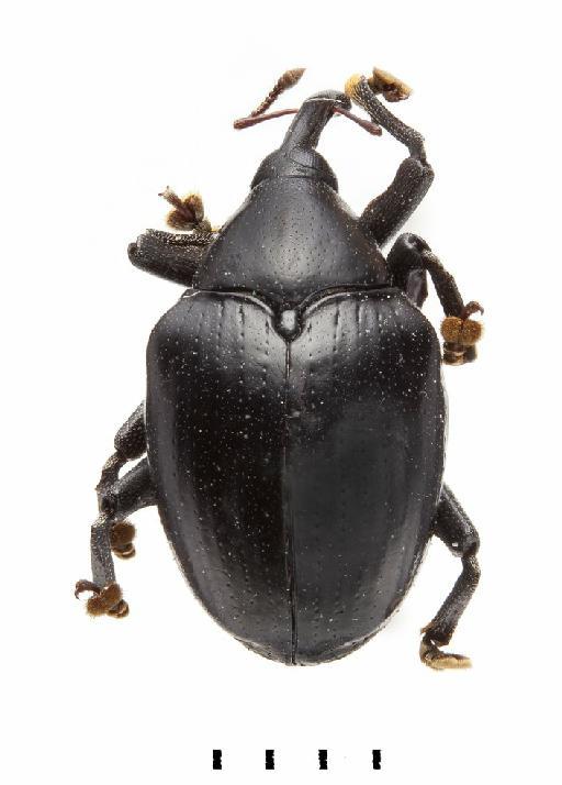 Cleogonus rubetra (Fabricius, 1787) - Cleogonus rubetra-BMNH(E)1237647-dorsal colour