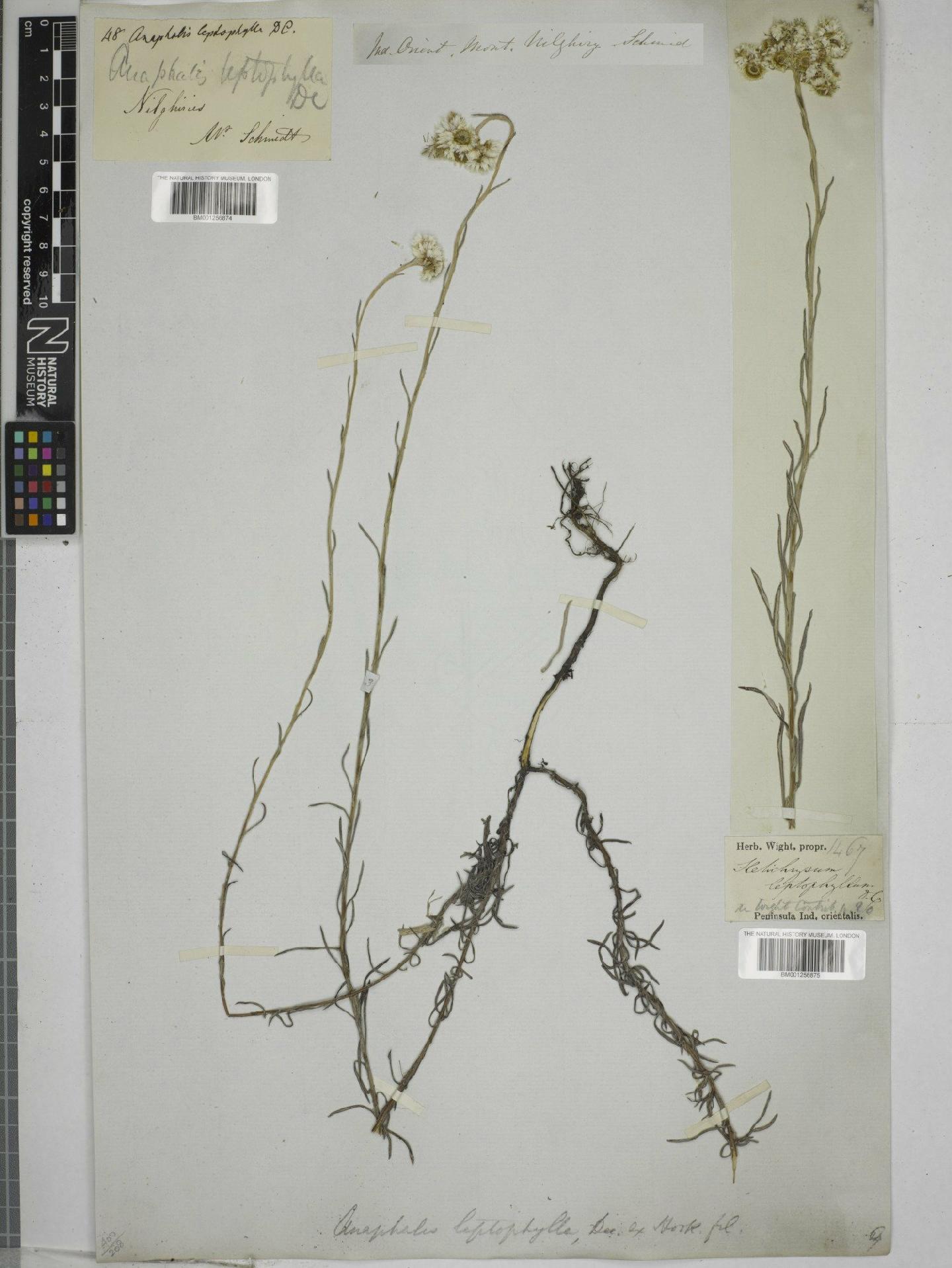 To NHMUK collection (Anaphalis leptophylla (DC.) DC.; NHMUK:ecatalogue:9200720)