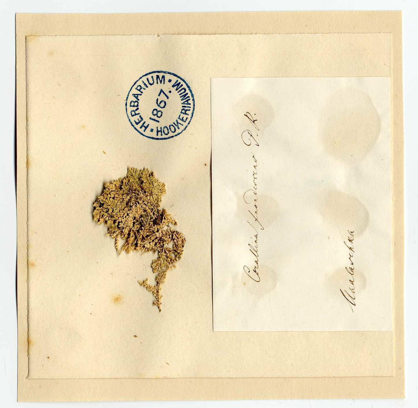 To NHMUK collection (Corallina frondescens Postels & Rupr.; Type; NHMUK:ecatalogue:4784470)