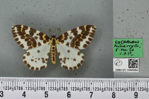 Abraxas grossulariata (Linnaeus, 1758) - BMNHE_1880084_438438