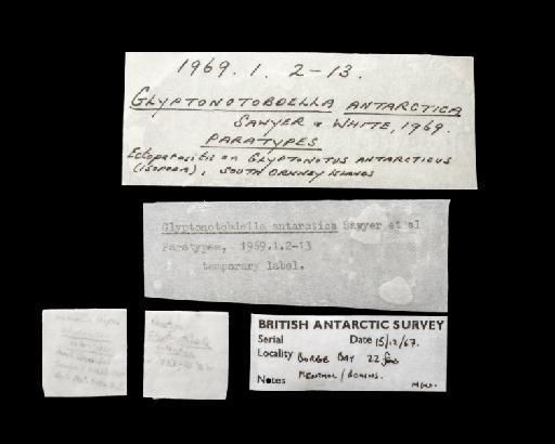 Glyptonotobdella antarctica Sawyer and White, 1969 - 4896308