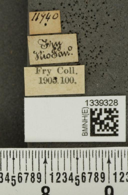 Isotes albidocincta (Baly, 1891) - BMNHE_1339328_label_22501