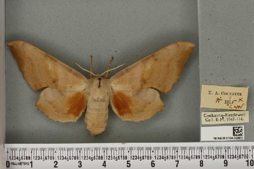 Laothoe populi ab. fuchsi Bartel, 1900 - NHMUK_010420569_526723