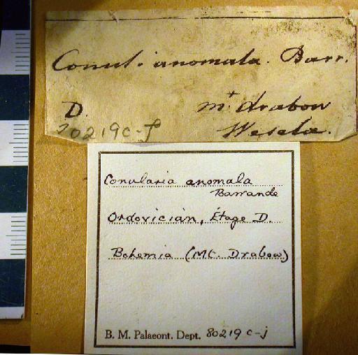 Metaconularia anomala (Barrande, 1867) - 80219c-j. Conularia anomala (labels)