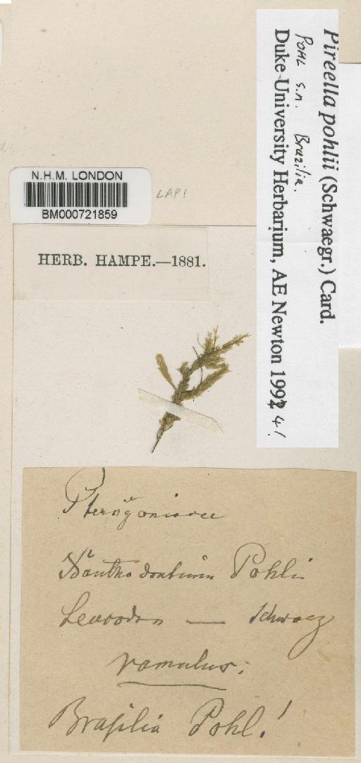Pireella pohlii (Schwägr.) Cardot - BM000721859