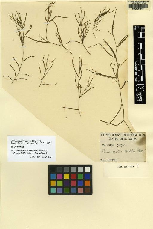 Potamogeton × orientalis Hagstr. - BM000638541