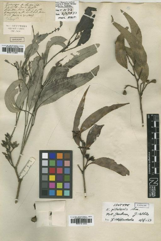 Eucalyptus pilularis Sm. - BM001015205