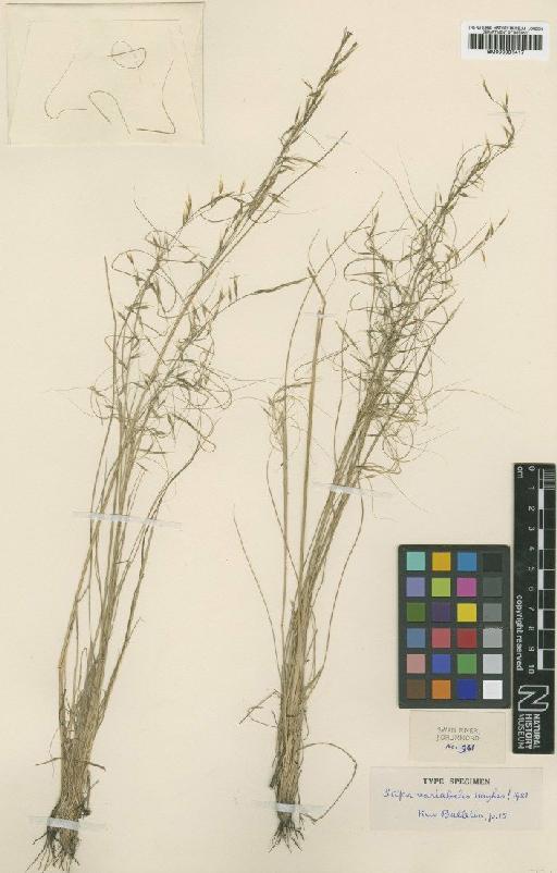 Stipa variabilis Hughes - BM000991417