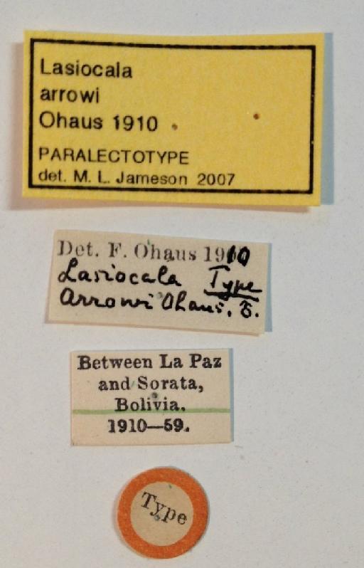 Microogenius arrowi (Ohaus, 1910) - Lasiocala arrowi labels