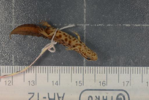 Triturus vulgaris schmidtleri raxworthy - Image of specimen 1987.1035