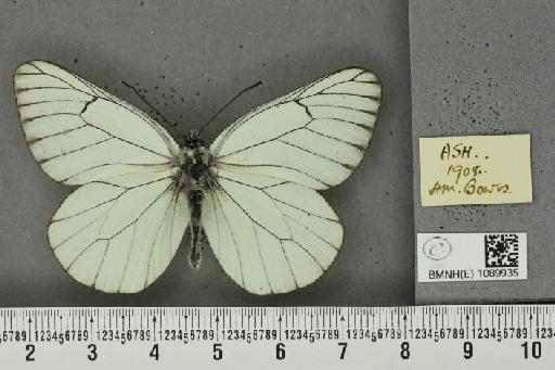 Aporia crataegi (Linnaeus, 1758) - BMNHE_1089935_69717