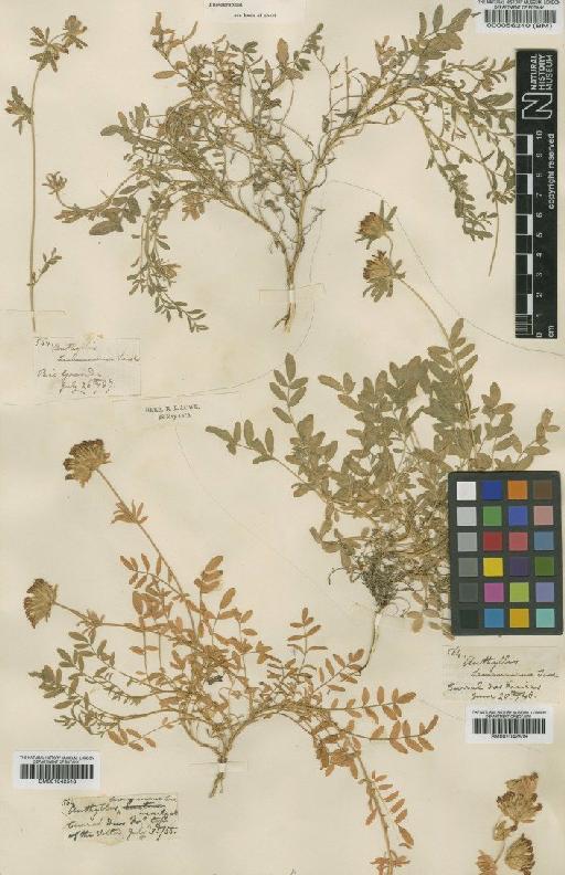 Anthyllis lemanniana Lowe - BM001042519