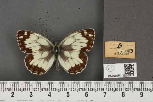 Melanargia galathea serena ab. aperta Rebel, 1910 - BMNHE_1068971_34664