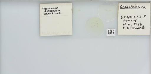 Isogonoceraia divergipennis White & Hodkinson, 1980 - 013482979_117198_1146273_157792_NonType_result