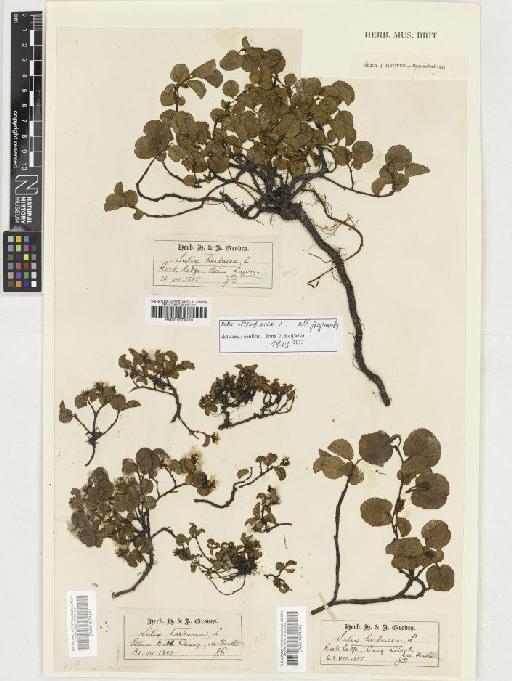 Salix herbacea L. - BM001074241